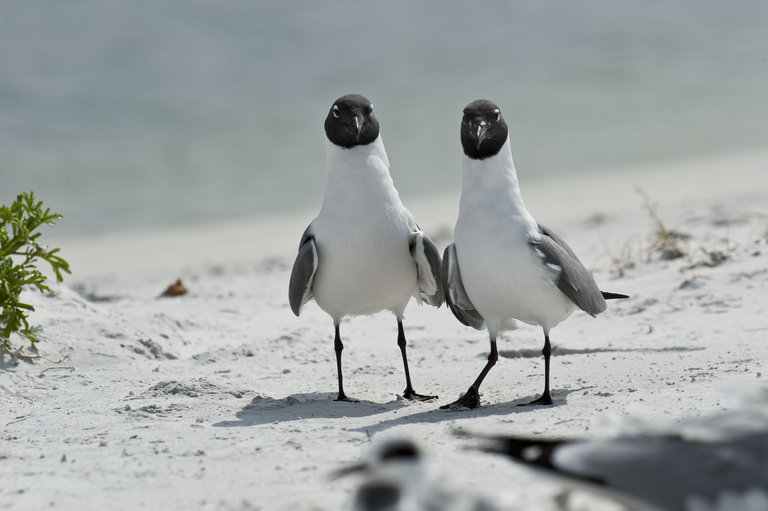 Image of Laughing Gull