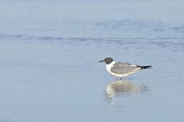 Image of Laughing Gull