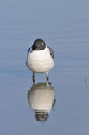 Image of Laughing Gull