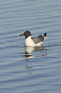 Image of Laughing Gull