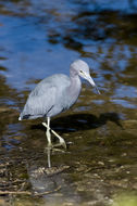 Image of Little Blue Heron