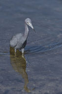 Image of Little Blue Heron