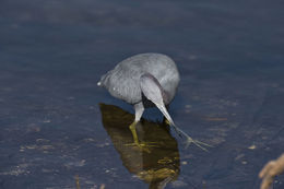 Image of Little Blue Heron