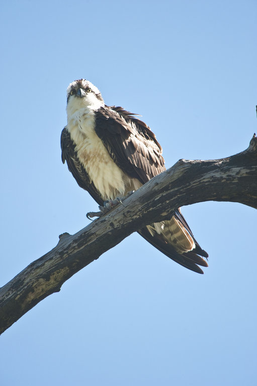 Pandion haliaetus carolinensis (Gmelin & JF 1788) resmi