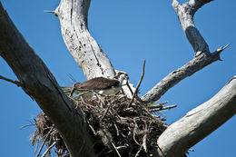 Image of Pandion haliaetus carolinensis (Gmelin & JF 1788)