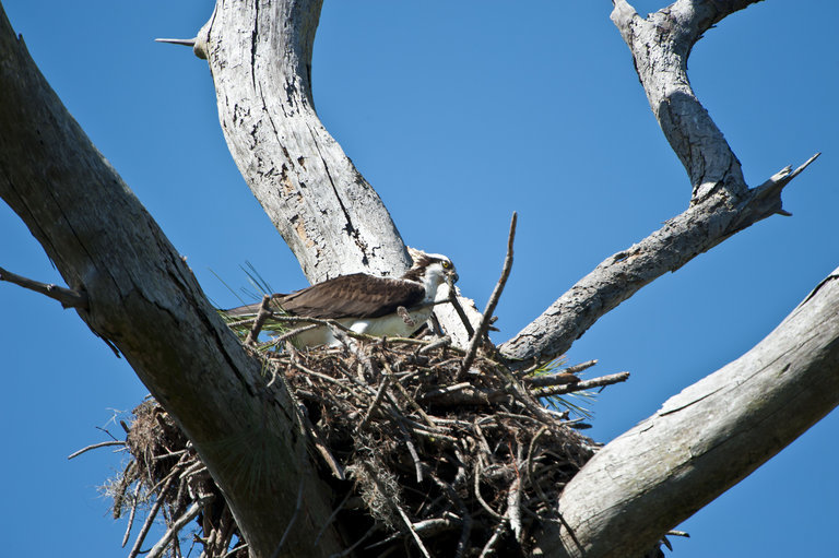 Слика од Pandion haliaetus carolinensis (Gmelin & JF 1788)