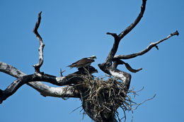 Image of Pandion haliaetus carolinensis (Gmelin & JF 1788)