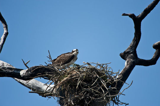 Image of Pandion haliaetus carolinensis (Gmelin & JF 1788)