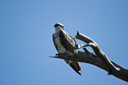 Image of Pandion haliaetus carolinensis (Gmelin & JF 1788)