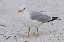 Image of Ring-billed Gull