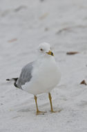 Image of Ring-billed Gull