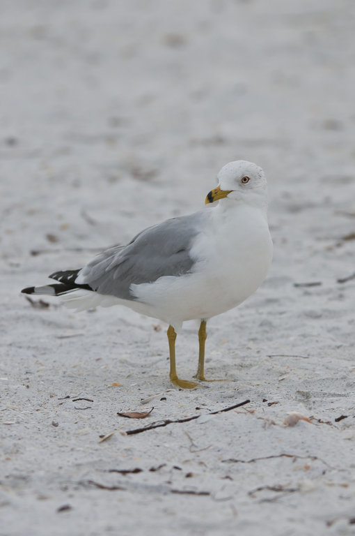 Image of Ring-billed Gull