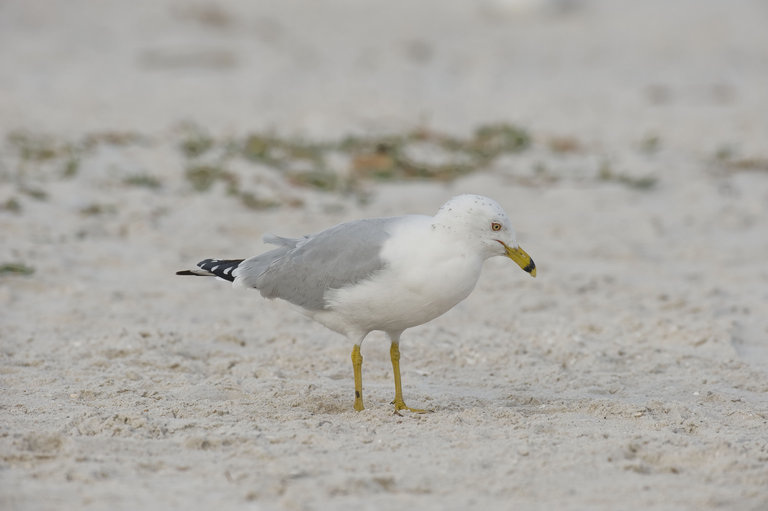 Image of Ring-billed Gull