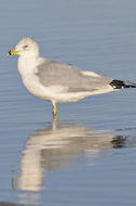 Image of Ring-billed Gull