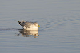 Image of Ring-billed Gull