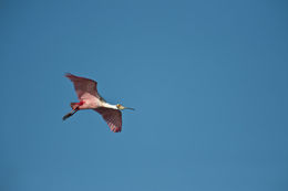 Image of Roseate Spoonbill