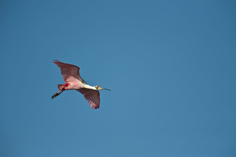 Image of Roseate Spoonbill