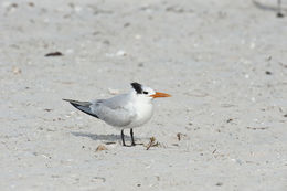 Image of Royal Tern