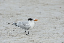 Image of Royal Tern