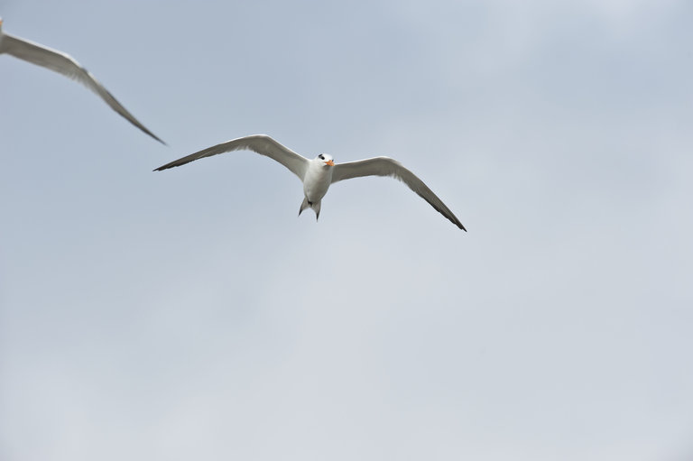 Image of Royal Tern