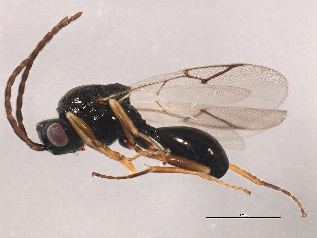 Image of Anacharitinae