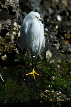 Image de Aigrette neigeuse