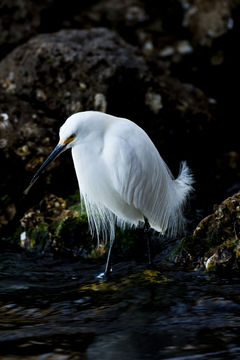 Image of Snowy Egret