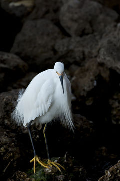 Image of Snowy Egret