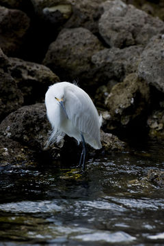 Image of Snowy Egret