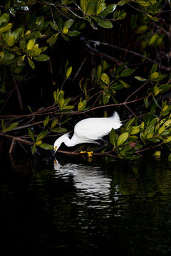 Image de Aigrette neigeuse