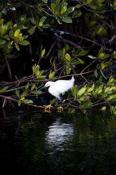 Image of Snowy Egret