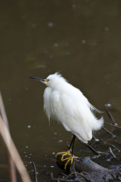 Image de Aigrette neigeuse