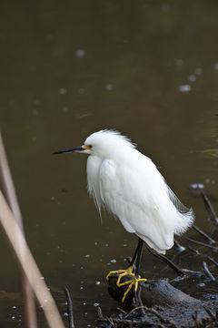 Image of Snowy Egret