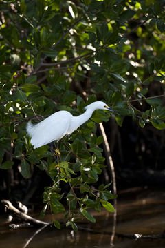 Image de Aigrette neigeuse