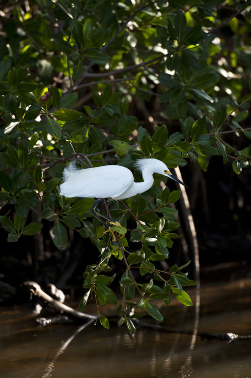 Image de Aigrette neigeuse