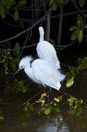 Image de Aigrette neigeuse