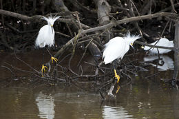 Image de Aigrette neigeuse