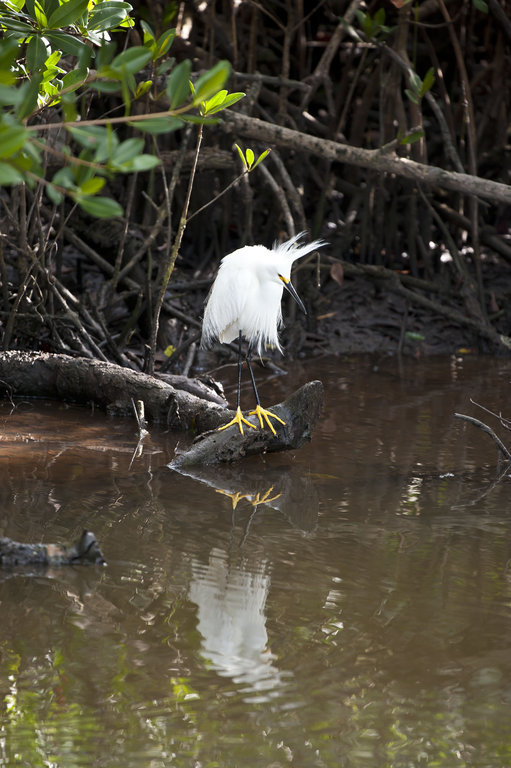 Image de Aigrette neigeuse