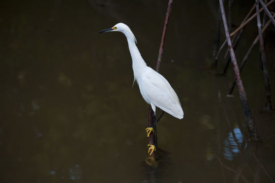 Image of Snowy Egret