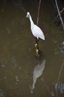 Image de Aigrette neigeuse