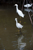 Image de Aigrette neigeuse