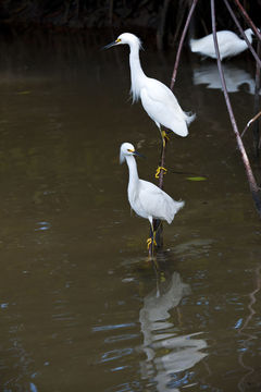 Image de Aigrette neigeuse