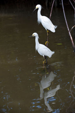 Image de Aigrette neigeuse