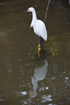 Image de Aigrette neigeuse