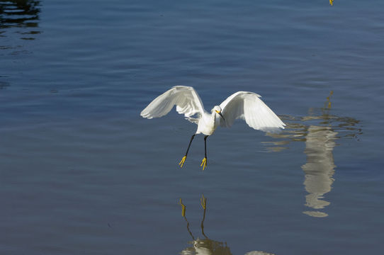 Image de Aigrette neigeuse