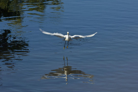 Image de Aigrette neigeuse