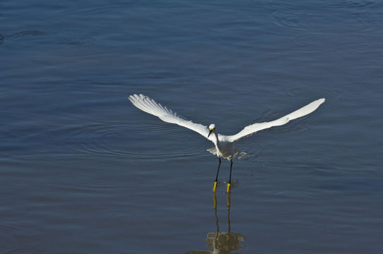 Image de Aigrette neigeuse