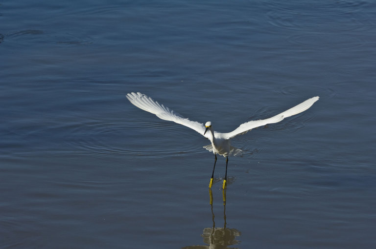 Image of Snowy Egret