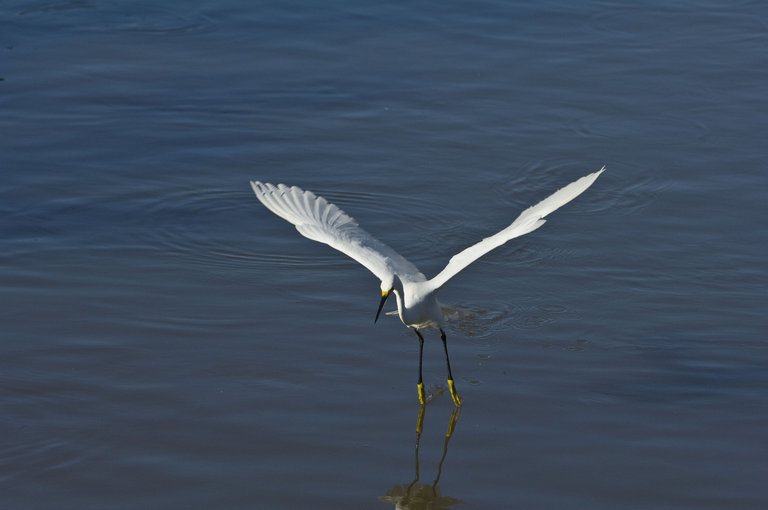 Image de Aigrette neigeuse