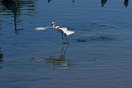 Image de Aigrette neigeuse